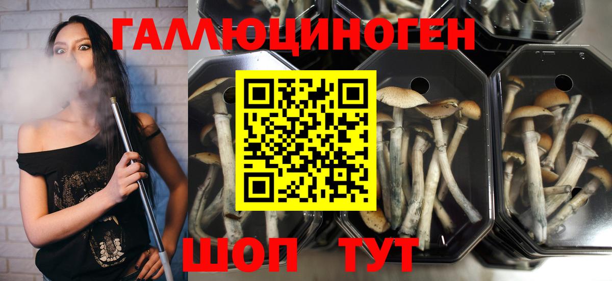 Верхний Уфалей  Галлюциногенные грибы Cubensis  Вход с VPN 